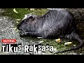 Download Lagu Tikus Raksasa (Nutria)