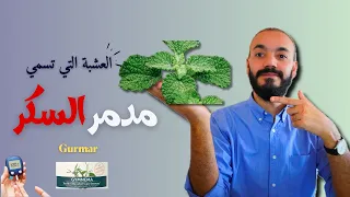 مدمر السكر   يستخدم في علاج السكر ويخفض سكر الدم  ويزيد انتاج الانسولين           دندنها