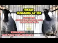 Lagu Poksay hongkong betina jeritan gacooor #poksayhongkongbetina #poksayhongkong #poksayhongkonggacor