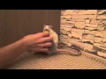 Rats eating potatoes