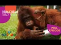 Download Lagu How to Speak Orangutan | Orangutan Jungle School 205