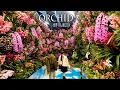 Download Lagu 【4K Orchid】 International Orchid and Flower Show 2024. #世界らん展2024 #4K #orchid