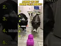 Ranking the Best Border Collie Moments