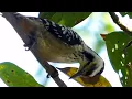 Download Lagu Burung Pelatuk Jawa #alamkita #burungliar #burungpelatuk