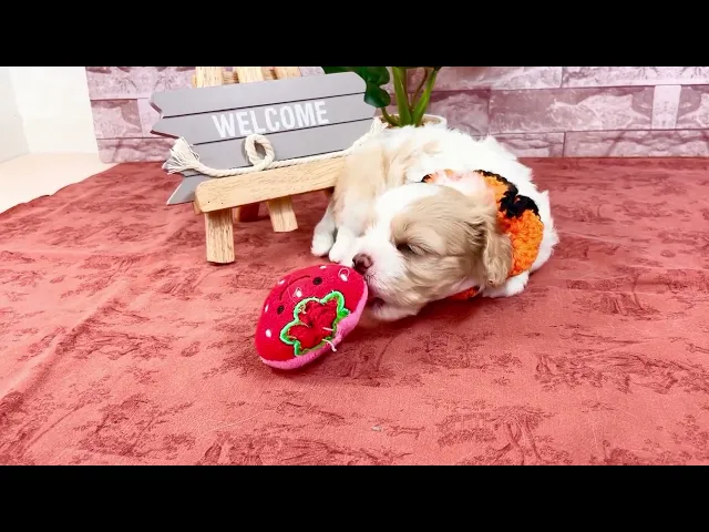 動画