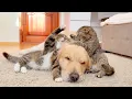 Lagu Golden Retriever Witnesses a Real Cat Fight for the First Time!!