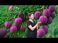 Download Lagu Harvesting Exotic Purple Persimmons \u0026 Sweet Dried Cake Recipe | Rare Village Summer Treat