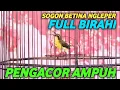 SOGON BETINA ngleper full birahi penggacor ampuh