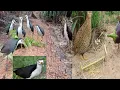 Trap bird with mp3 - part3| White breasted waterhen call 100 % effective (kurowakwak via Bluetooth)