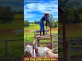 Amazing Cattle Sorting Skills Smart Cowgirl At Work
