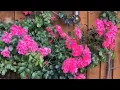 Download Lagu Beautiful PINK ROSES in BLOOM!