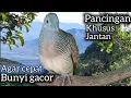 Download Lagu PERKUTUT LOKAL SUARA JERNIH MERANGSANG BUNYI CEPAT GACOR. 