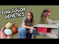 Chicken Egg Color Genetics for Beginners