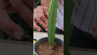 زراعة فاكهة التنين Dragon Fruit 