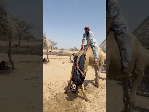 شابٌ يتدلّى من الجمل في مشهدٍ طريف بينما يساعده رجلٌ مسنّ على البقاء آمناً