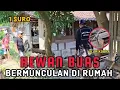 Download Lagu MAAF LIVE SEMALAM , KOK ISO KOLO JENGKING ,KLABANG + ULO KOBRA PODO METU JALOK MATI.
