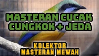 masteran cucak cungkok jeda masteran mewah paling di cari