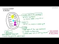 12-11 Structural Adaptation of the Mitochondrion Cambridge AS A Level Biology 9700