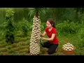 Download Lagu From Forest to Table: King Oyster Mushroom Harvest \u0026 Rustic Rural Recipes | Hana Daily Life 686
