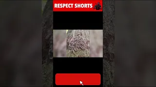 Download Respect Shorts|  #trending #shorts #short #compilation MP3