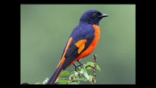 suara mantenan burung bara api api api