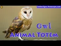 Owl Animal Totem - Owl Spirit Animal Meaning Symbolism Dream of the Owl Totem