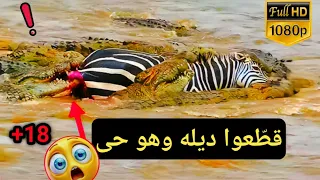أشرس هجوم ممكن ان تراة عيناك      عالم الحيوان دندنها