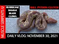 AWESOME ODDS BALL PYTHON CLUTCH REVEAL