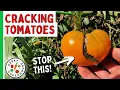 Tomatoes Cracking How To Stop Tomatoes From Splitting On The Vine - Geeky Greenhouse