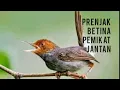 Download Lagu TERAPI PRENJAK KEPALA MERAH CEPAT GACOR