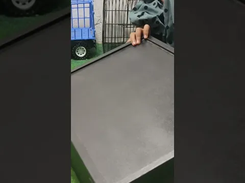 Anak ayam warna warni lucu