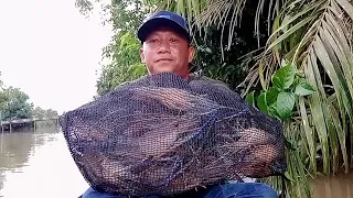 rejeki hari ini mancing udang galah sungai bulan dapat udang galah capit biru dan kuning