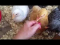 Baby Chicks 6 Weeks Old Fully Feathered Tame to Touch