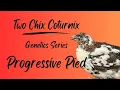 Lagu Genetics Series: Progressive Pied