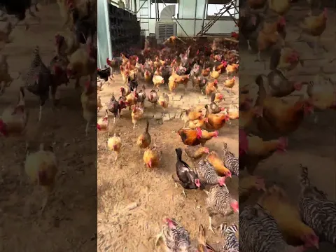Dinner's ready! #Free-range chickens #Free-range eggs #Pure grain free-range