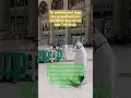 Download Lagu quote HR Muslim #quotes #quoteoftheday #quoteislamic #quote #quotesaboutlife #quoteislami #viral