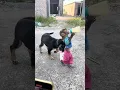 Susu ran away when she saw the dog that had taken her milk bottle