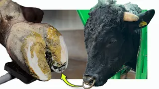 3 BIG BULLS 1 BIG problem