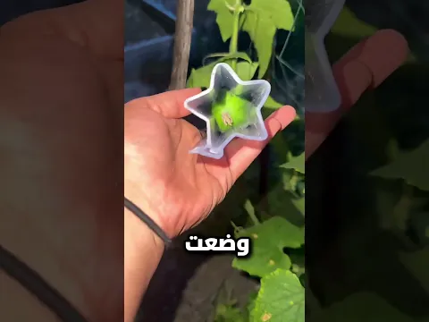 اشترت هذه الأدوات ولم تتوقع ما سيحدث للخيار! 😳🥒