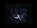 Angel - Massive Attack (Best part loop)