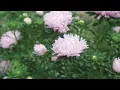 Lagu 'Soufflé Light Pink' China Aster From Johnny's Selected Seeds