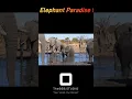 Download Lagu Botswana's Secret: Elephant Paradise in the Okavango Delta!