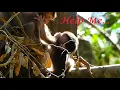 Download Lagu Full Clip Of Little M0nkey GiGi Slide From The Tree But Why Daisy and Gladdis Not Quick Pick Him Up?