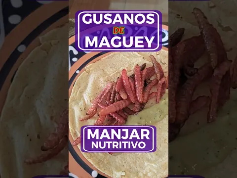 COMIENDO GUSANOS 100% BENÉFICOS