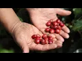 Philz Coffee Sustainable Harvest