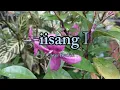 Nag-iisang Ikaw - Louie Heredia " Cover (Lyrics Video)