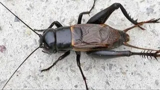 صرصور الليل صفارة الليل اصوات صوت مونتاج ليل صرصور 