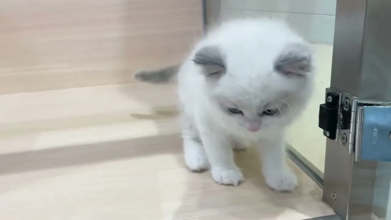 動画