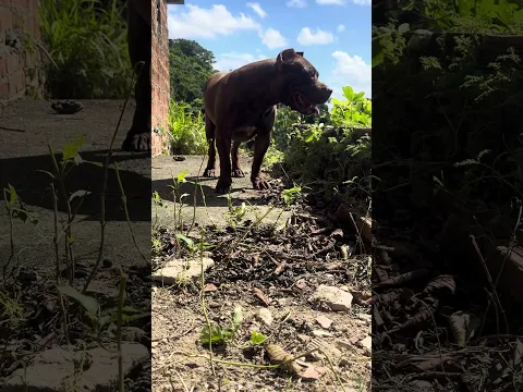 Pitbull Monster #lekthebestkennel