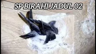 panggil birahi jadul 02